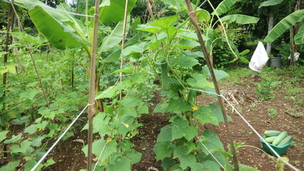 organic cucumber plantation