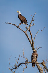 bird of prey