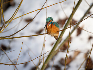 Eisvogel (Alcedo atthis)