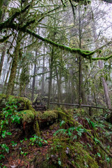 Rainforest covered in dense moss - Capilano, British Columbia