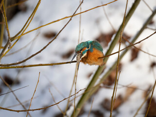Eisvogel (Alcedo atthis)