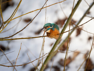 Eisvogel (Alcedo atthis)