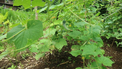 organic cucumber plantation
