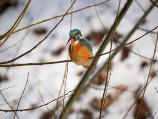 Eisvogel (Alcedo atthis)