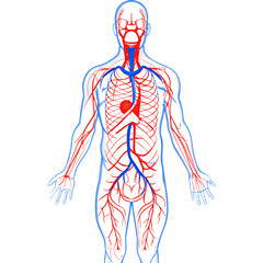 Cardiovascular System Of Adult Human Comprises Heart, Blood Vessels, And Blood, Transports Oxygen, Nutrients