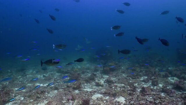 School of Black Surgeon Fish, and Blue Fusiliers, and in the backdrop 3 Eagle Ray over the Coral Reef in the Maldivian Archipelago in the Indian Ocean