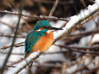Eisvogel (Alcedo atthis)