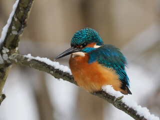 Eisvogel (Alcedo atthis)