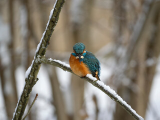 Eisvogel (Alcedo atthis)