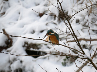 Eisvogel (Alcedo atthis)
