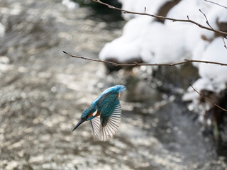 Eisvogel (Alcedo atthis)