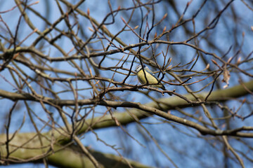 Eurasian blue tit (Cyanistes caeruleus) sitting in a tree in Zurich, Switzerland