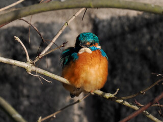 Eisvogel (Alcedo atthis)