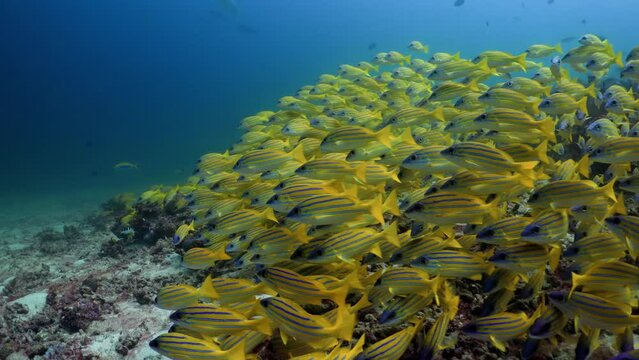 School of Yellow Stripped Snappers over the Coral Reef in the Maldivian Archipelago in the Indian Ocean