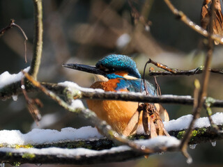 Eisvogel (Alcedo atthis)