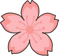 Sakura cherry blossoms