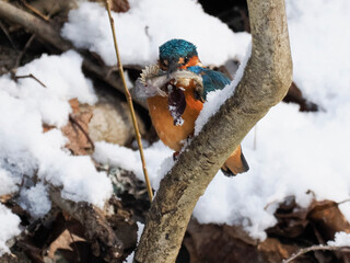 Eisvogel (Alcedo atthis)