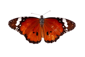 Butterfly isolated on a white background. Clipping path included.