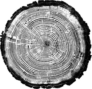 Tree rings texture