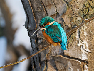 Eisvogel (Alcedo atthis)