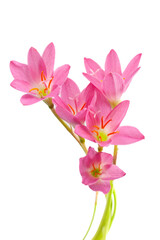 pink zephyranthes flowers isolated on a white background
