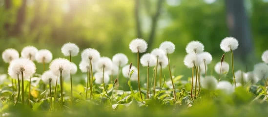Foto op Plexiglas White fluffy dandelions © pector