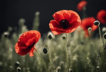Foto auf Glas Stylized red poppy flower on black background Remembrance Day Armistice Day Anzac day symbol © ArtisticLens
