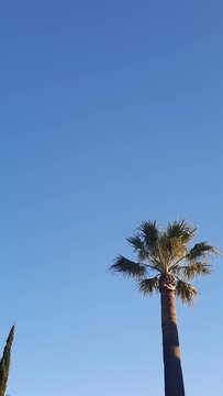 Blue sky with one palm tree - background