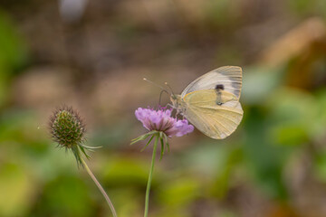 Schmetterling auf Blume