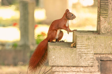 Eichhörnchen 