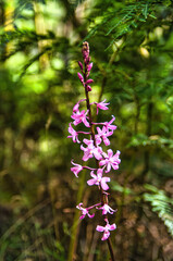 Dipodium roseum, pink Hyacinth Orchid or Rosy Hyacinth orchid, in a forest in Victoria, Australia
