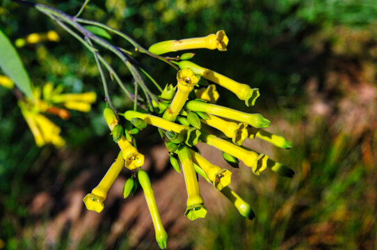 Flowers of Nicotiana glauca, also called tree tobacco, wild tobacco or mustard tree
