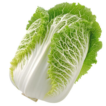 napa cabbage isolated on transparent background