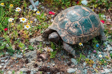 land or greek turtle, mediterranean reptilia type in natural environment, spring flowers and green grass, amazing tortoise shell