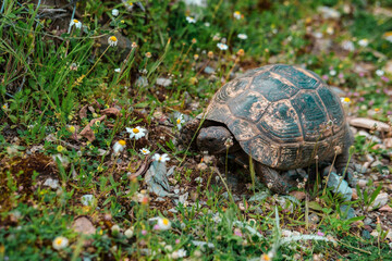 land or greek turtle, mediterranean reptilia type in natural environment, spring flowers and green grass, amazing tortoise shell