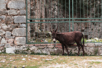 a lonely brown doneky in natural environment in open air museum of ancient roman ruins