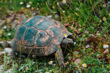 land or greek turtle, mediterranean reptilia type in natural environment, spring flowers and green grass, amazing tortoise shell