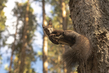 Funny squirrel on the tree close up. Red Squirrel climbing up in a tree