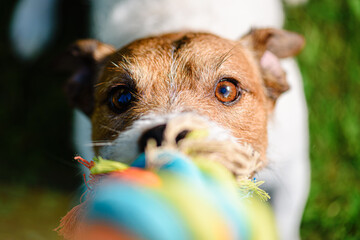 POV at dog playing tug-of-war game with colorful woven rope toy