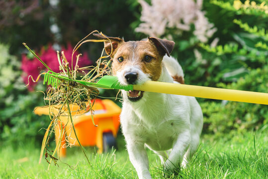 Springtime cleanup in garden. Funny dog raking weeds