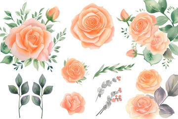 Set of soft orange pink rose flowers and leaves isolated on a white background. Watercolor collection of hand-drawn flowers, botanical plant illustration. Bridal wedding invitation peonies collection