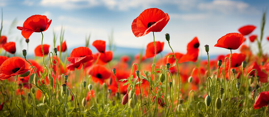 A stunning natural  field horizontal banner of red poppies with delicate petals and green stems against a soft-focus background.
