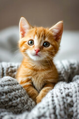 Obraz na płótnie Canvas Small orange kitten sitting on knitted blanket.