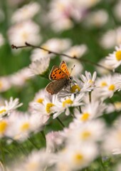 Schmetterling auf Gänseblümchen