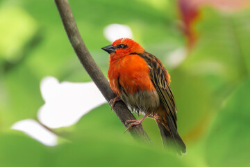 Vogel im Zoo