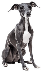 Obraz premium Italian Greyhound dog, full body