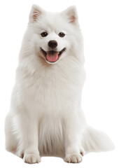 Fototapeta na wymiar Japanese Spitz dog, full body