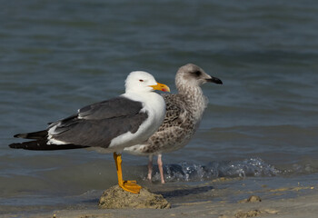 An adult and a juvenile Lesser Black-backed Gull at Busaiteen coast, Bahrain