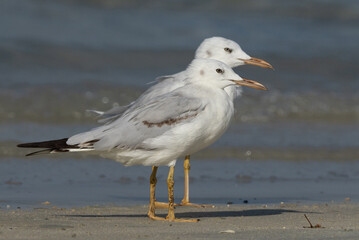 A pair of Sender-billed gull at Busaiteen coast, Bahrain