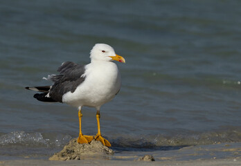 Lesser Black-backed Gull at Busaiteen coast perched on a mound, Bahrain